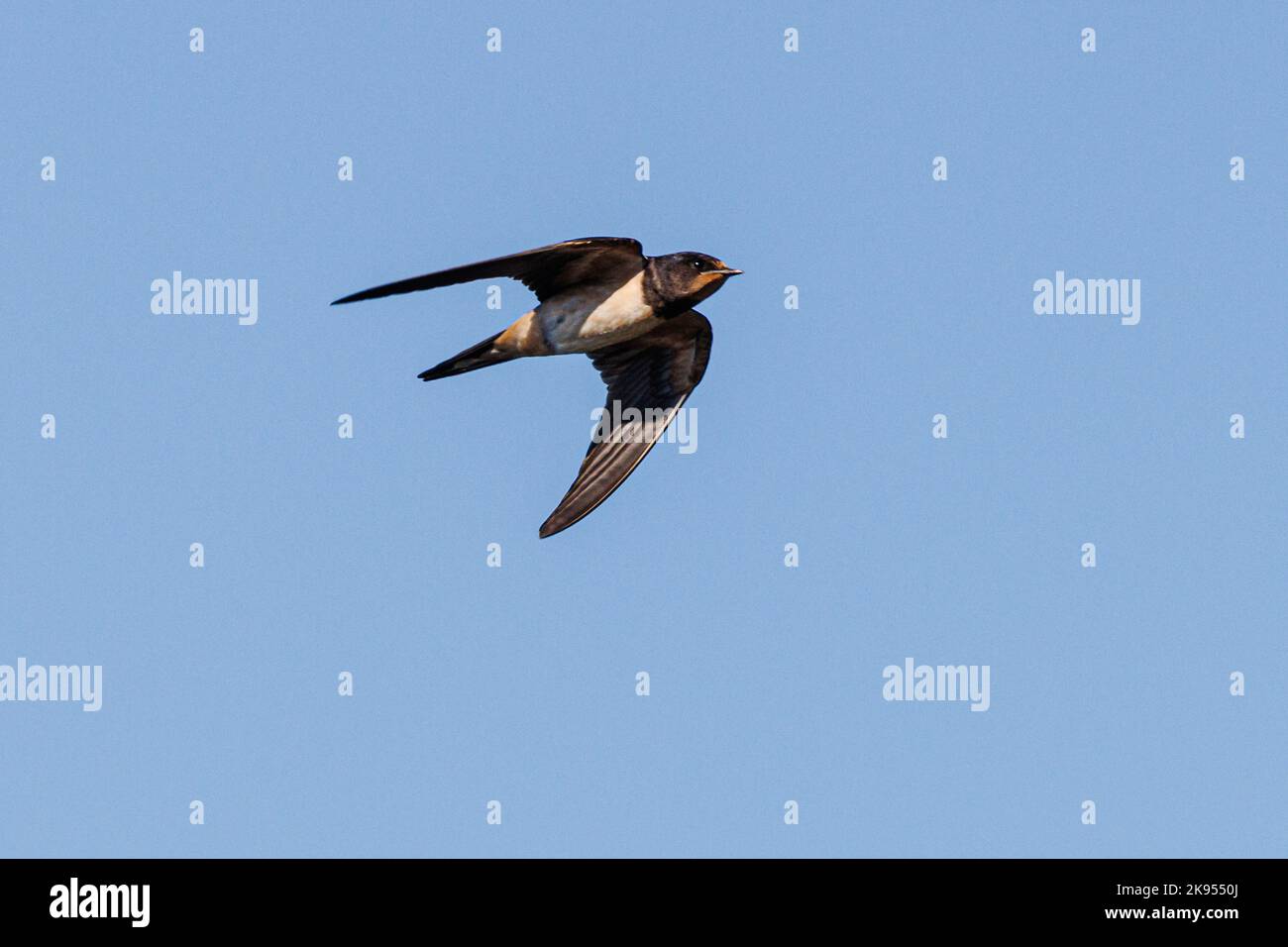 barn swallow (Hirundo rustica), in flight, Germany, Bavaria Stock Photo