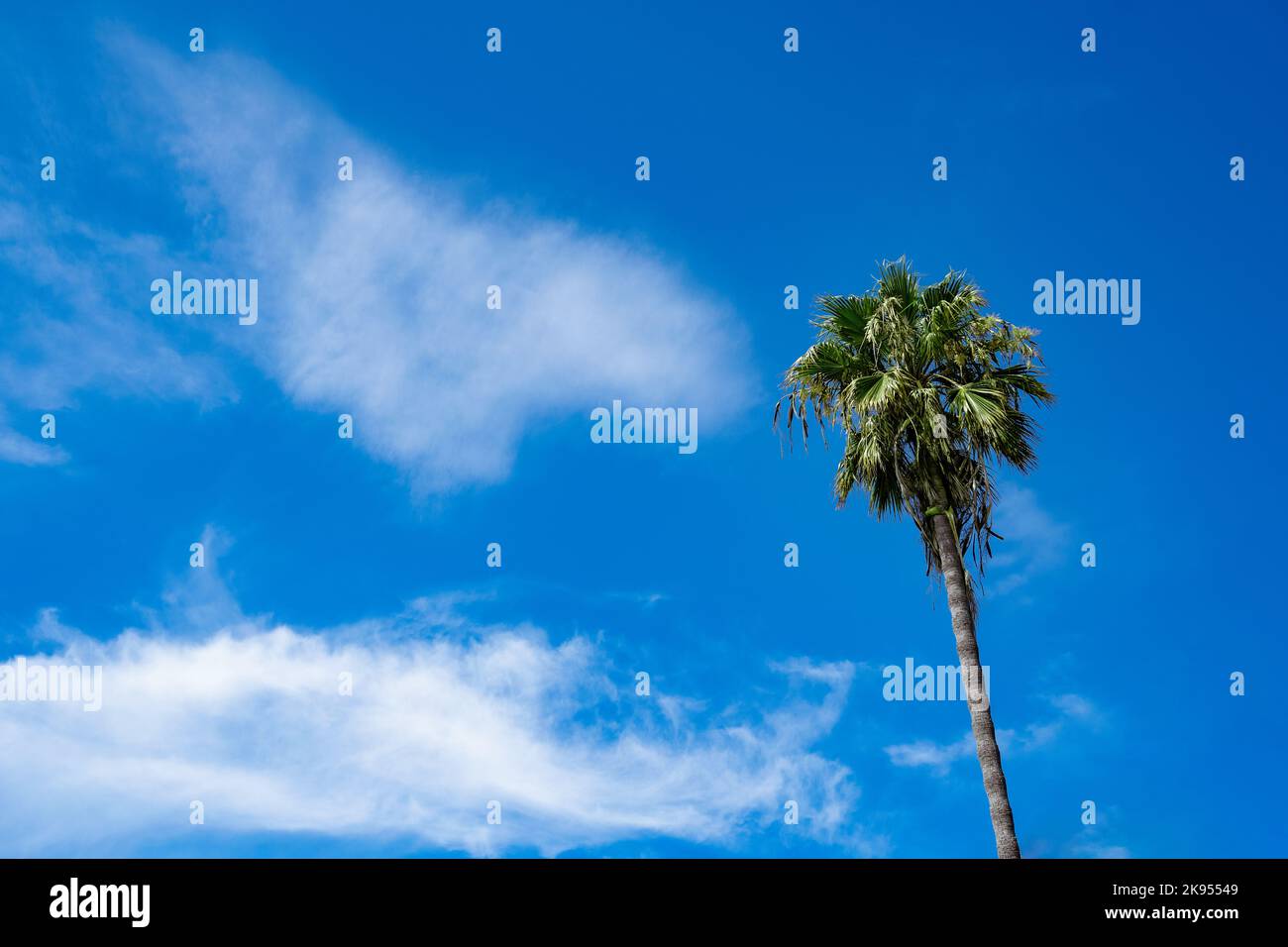 Palm tree against blue sky with clouds in summer Los Angeles California. Big thin brown and green palm tree on sunny day. West coast vibe background p Stock Photo