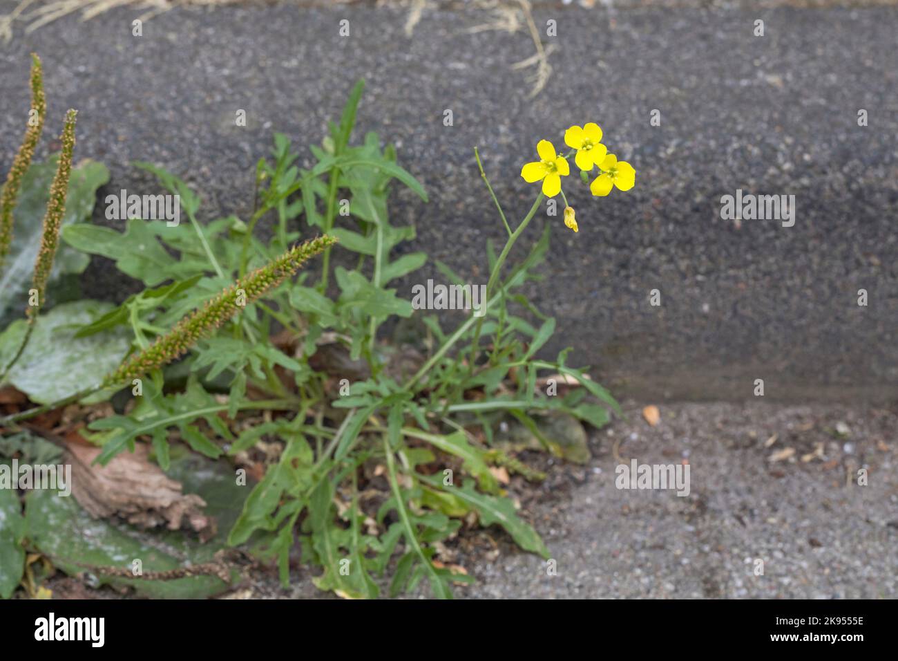 wall rocket, perennial wall-rocket, slime-leaf wallrocket (Diplotaxis tenuifolia), growing on a pavement, Germany Stock Photo