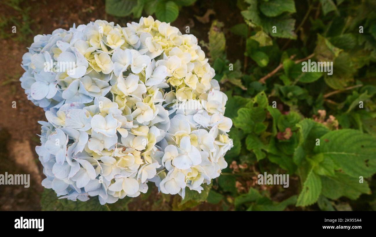beautiful and amazing blue hydrangea flower Stock Photo - Alamy