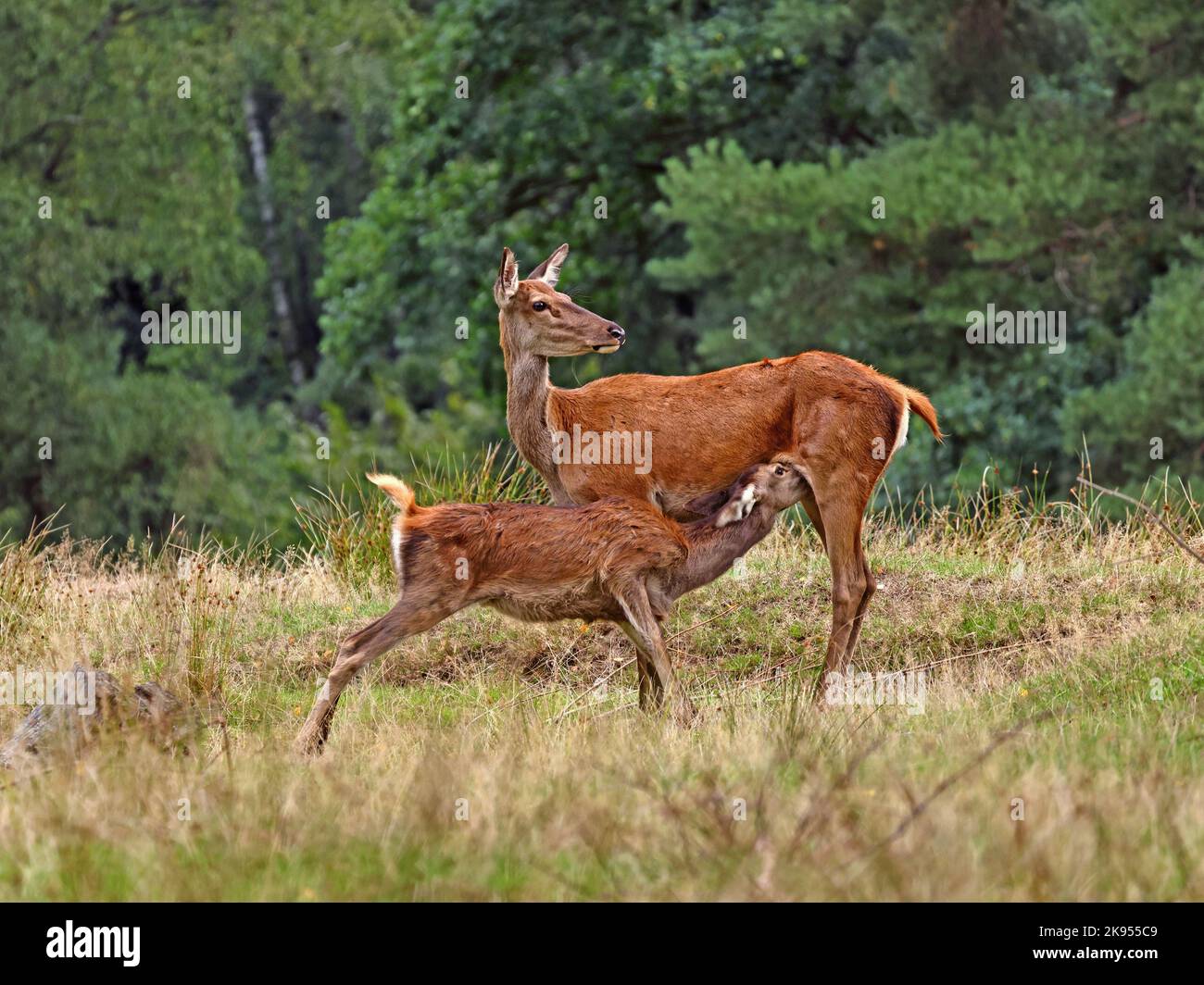 red deer (Cervus elaphus), hind sucks fawn on a clearing in autumn, Germany Stock Photo