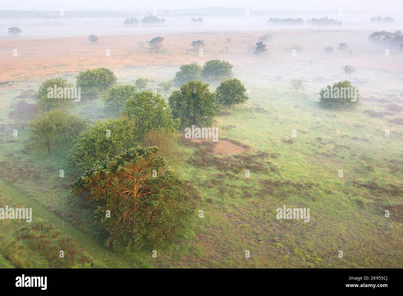 fog covers the heathland, aerial view, Belgium, Antwerp, Kalmthout, Kalmthoutse heide Stock Photo