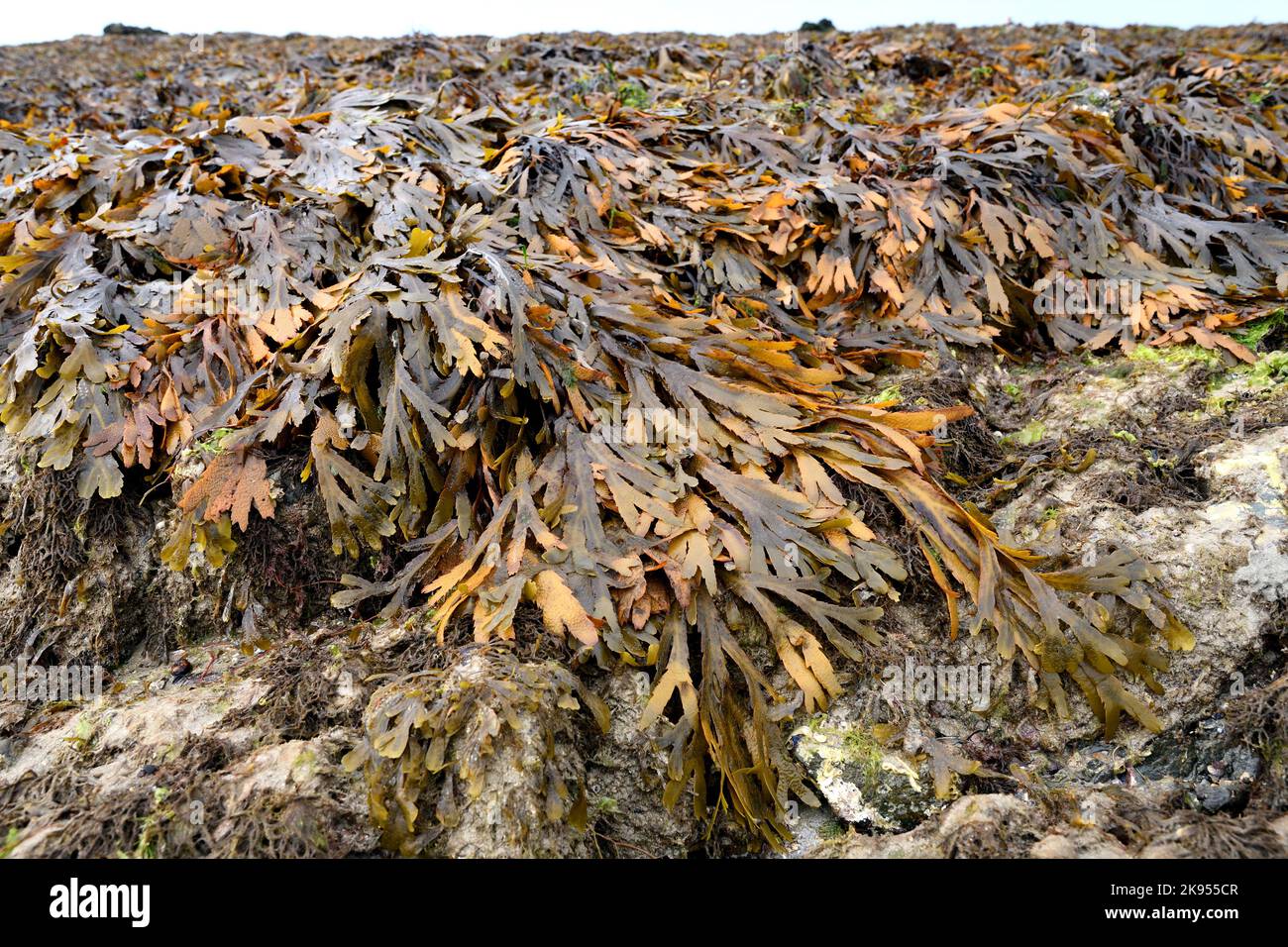 Black wrack, Toothed wrack, Serrated wrack, Saw Wrack (Fucus serratus), in the intertidal zone at low tide, France, Brittany, Departement Stock Photo