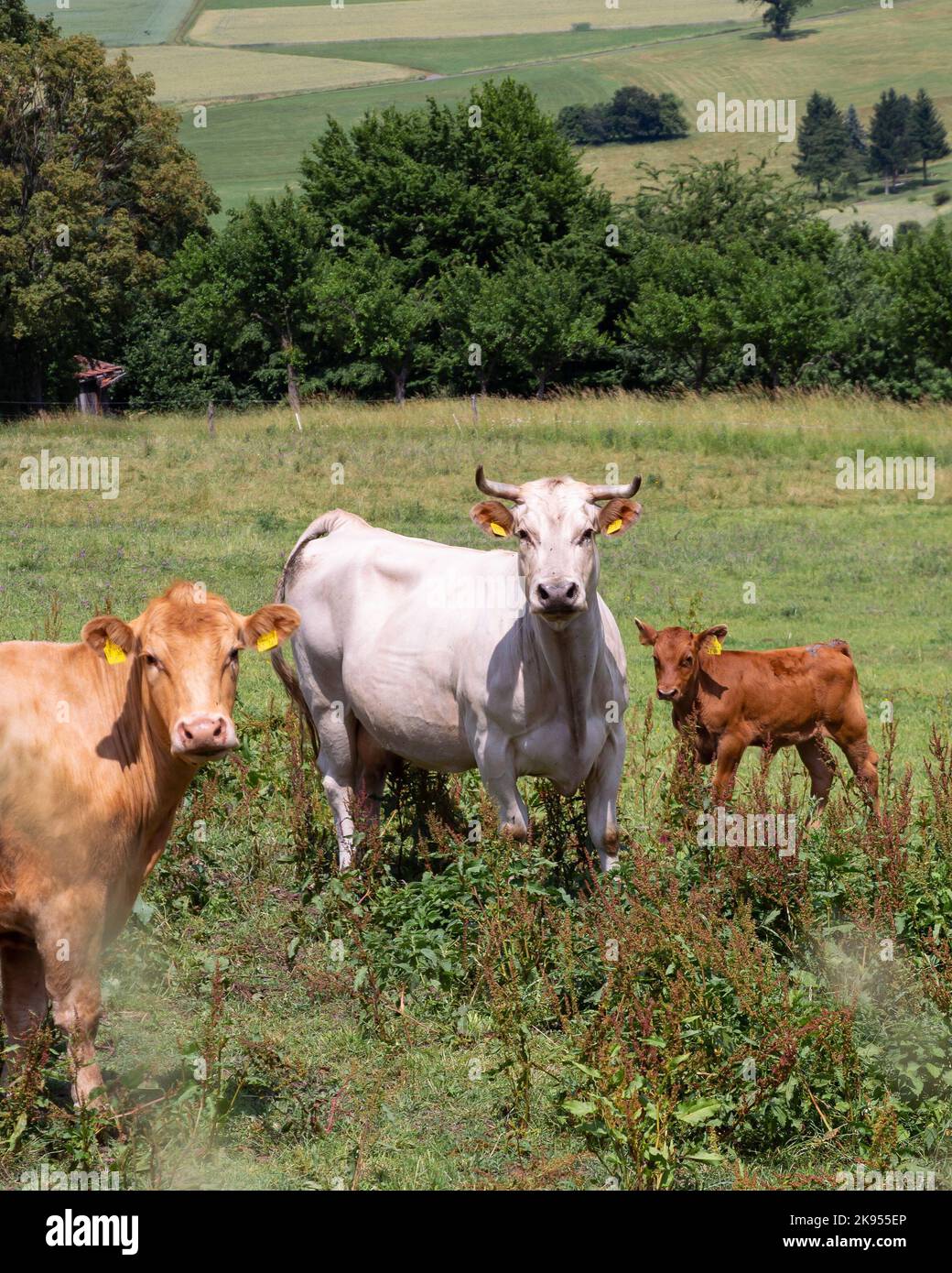 The two cows with a calf in pasture Stock Photo - Alamy