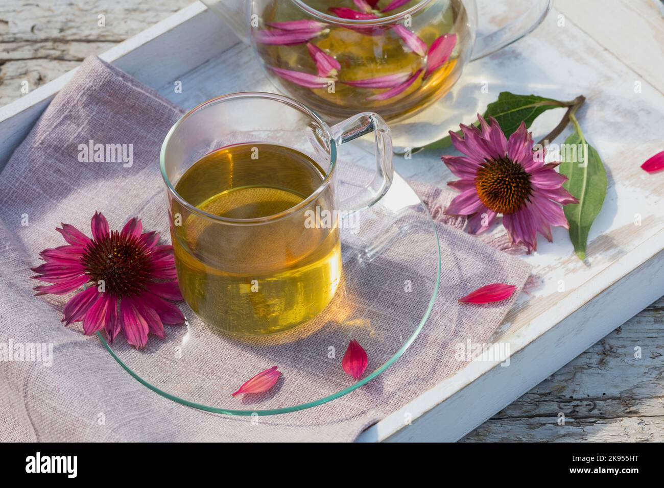 Purple Cone Flower, Eastern purpleconeflower, Purpleconeflower (Echinacea purpurea, Rudbeckia