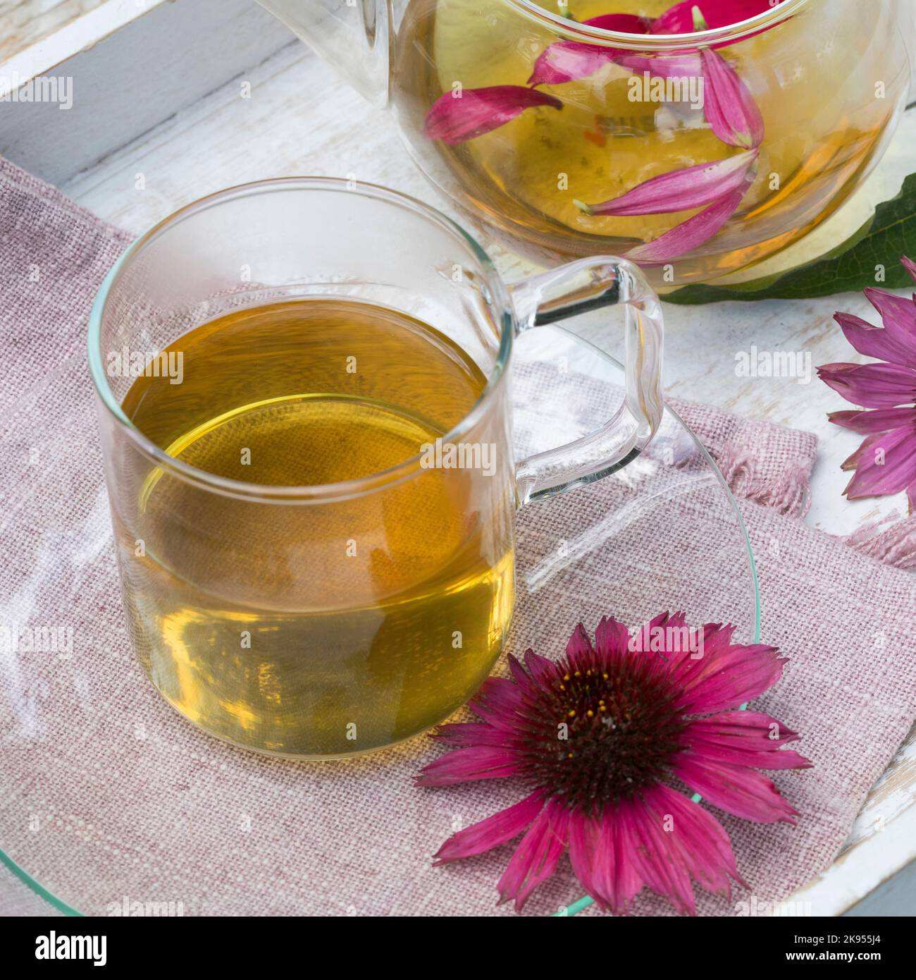Purple Cone Flower, Eastern purpleconeflower, Purpleconeflower (Echinacea purpurea, Rudbeckia