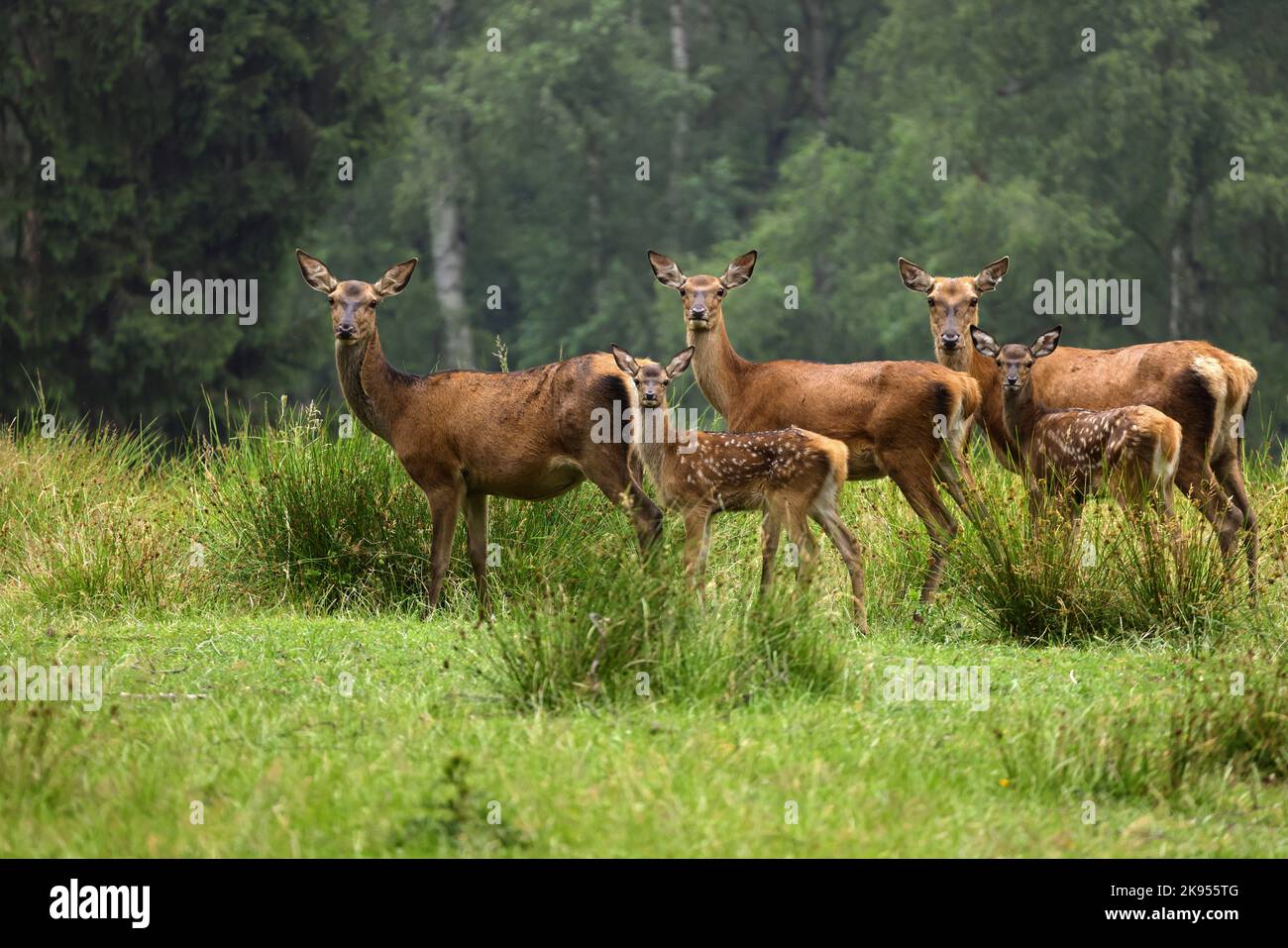 red deer (Cervus elaphus), hinds with fawns on a clearing in summer, Germany Stock Photo