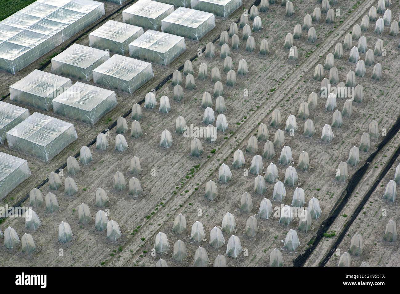 test field for rape varieties, aerial view, Belgium, East Flanders Stock Photo