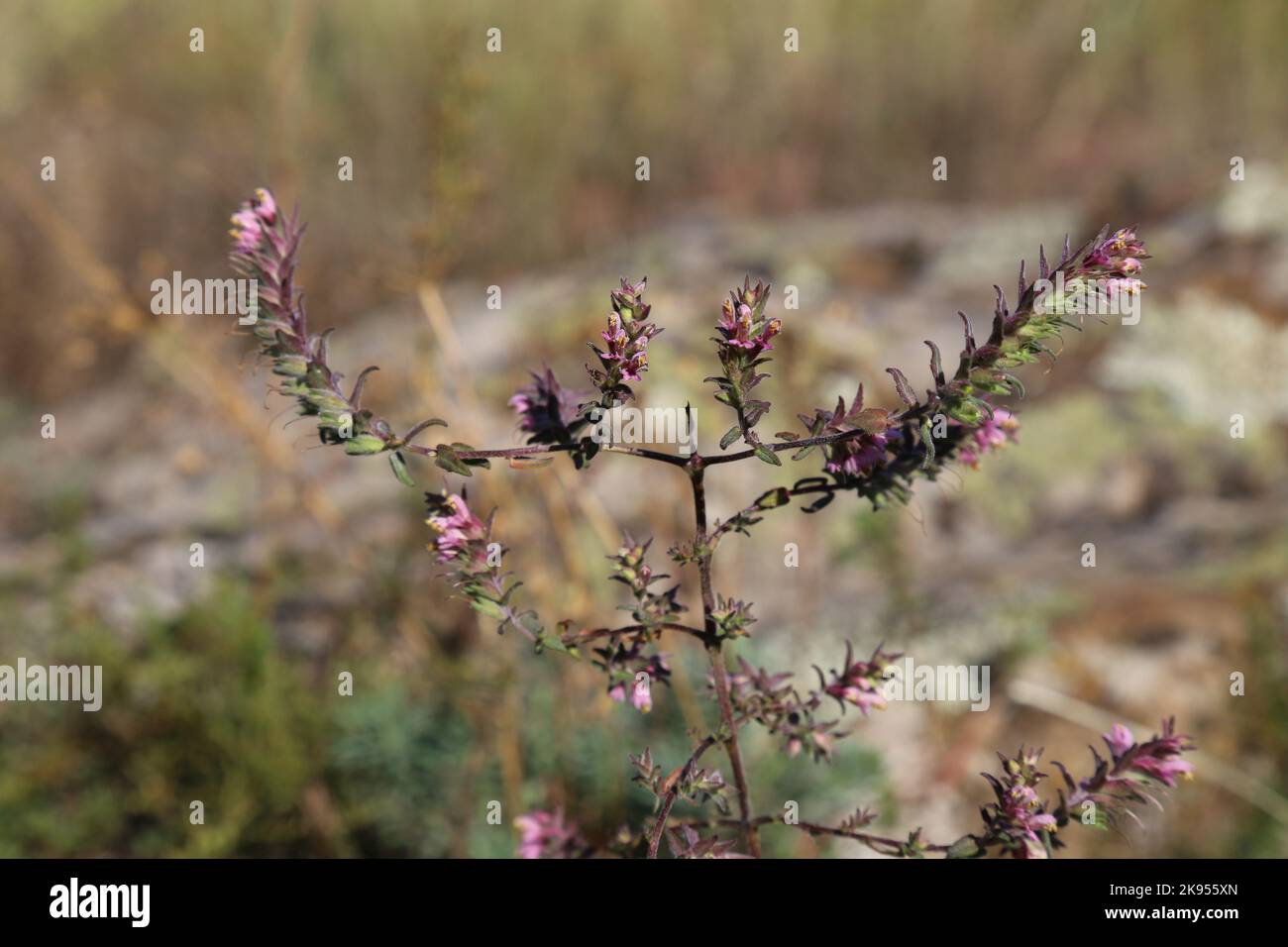 Odontites vulgaris, Odontites serotina, Orobanchaceae. A wild plant shot in the fall. Stock Photo