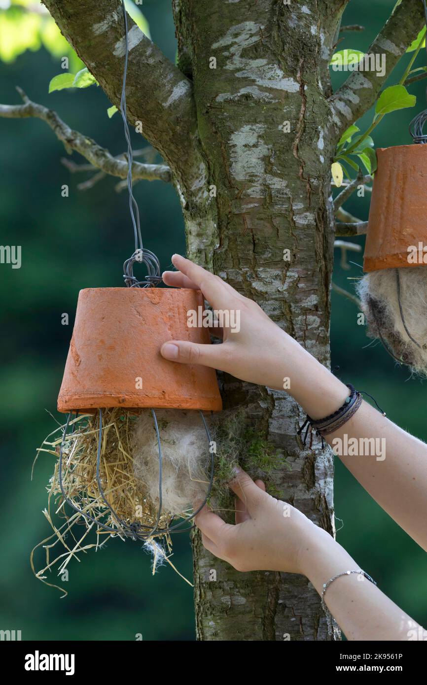 making a dispenser for nesting material for birds or squirrels, step 5: flower pot is filled with nesting material and hung up, series picture 5/5 Stock Photo
