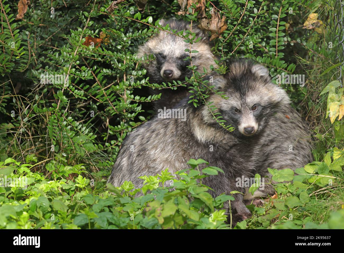 raccoon dog (Nyctereutes procyonoides), two raccoon dogs sit in thicket of a forest, Germany