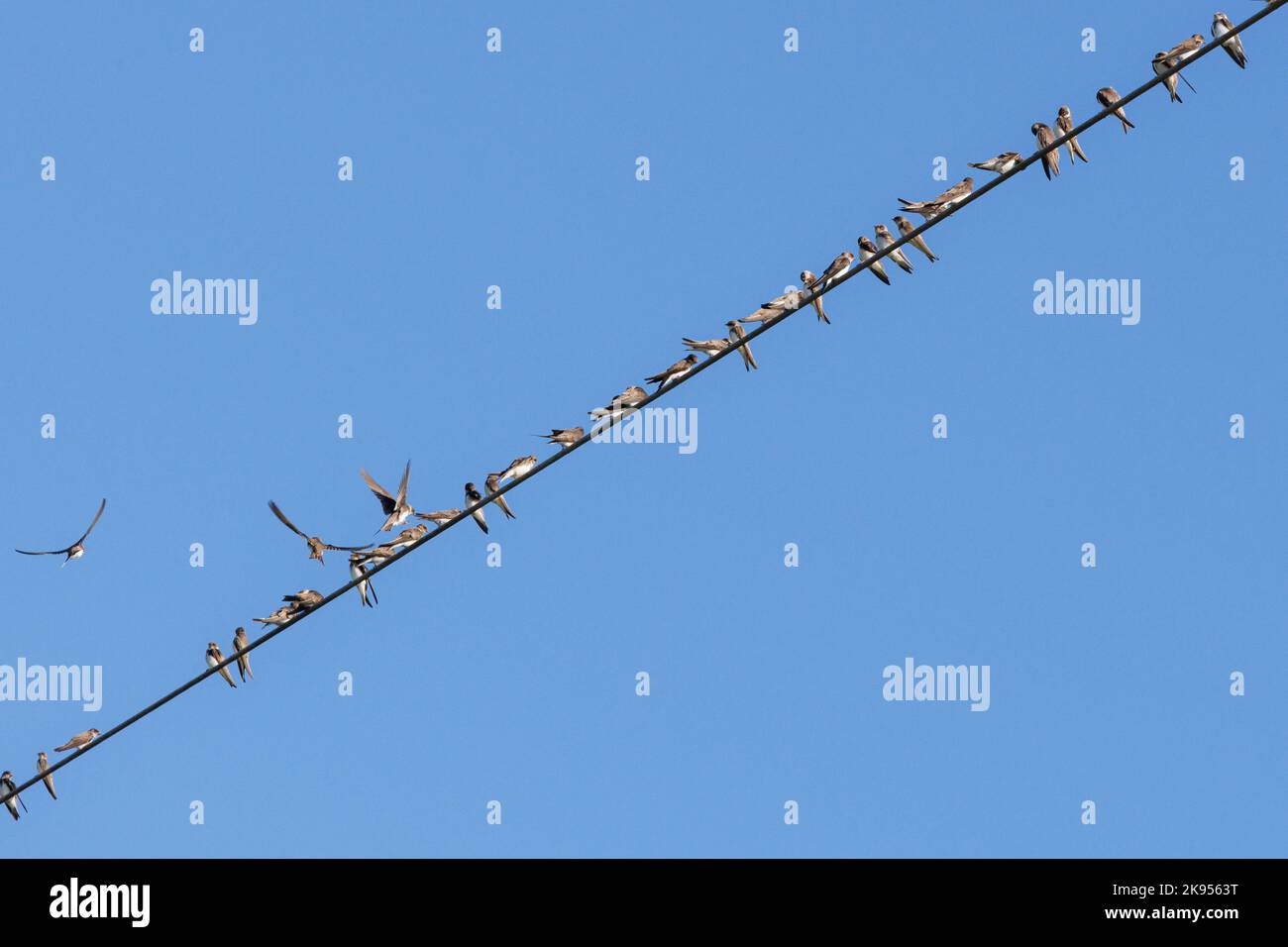 sand martin (Riparia riparia), lots of sand martins resting on a power line during migration, Germany, Bavaria Stock Photo