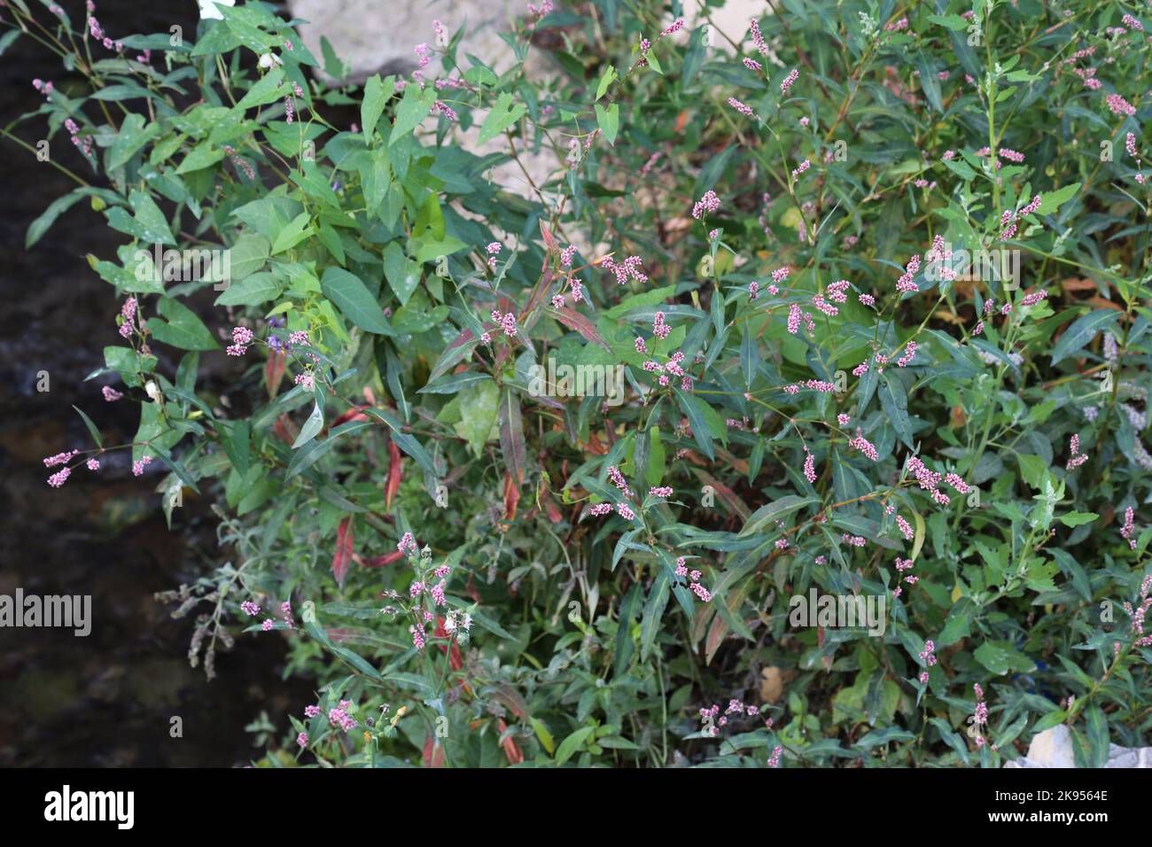 Persicaria hydropiper, Polygonaceae. A wild plant shot in the fall. Stock Photo