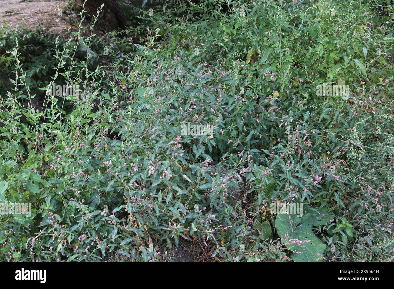 Persicaria hydropiper, Polygonaceae. A wild plant shot in the fall. Stock Photo