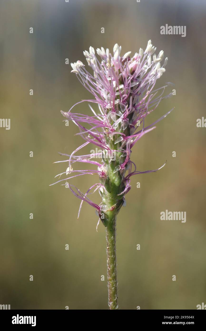 Plantago media, Hoary Plantain, Plantaginaceae. A wild plant shot in the fall. Stock Photo