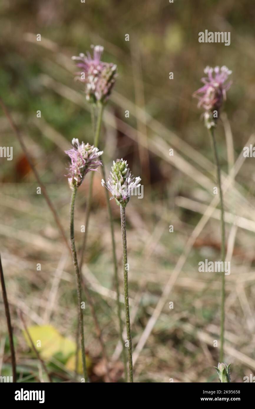 Plantago media, Hoary Plantain, Plantaginaceae. A wild plant shot in the fall. Stock Photo