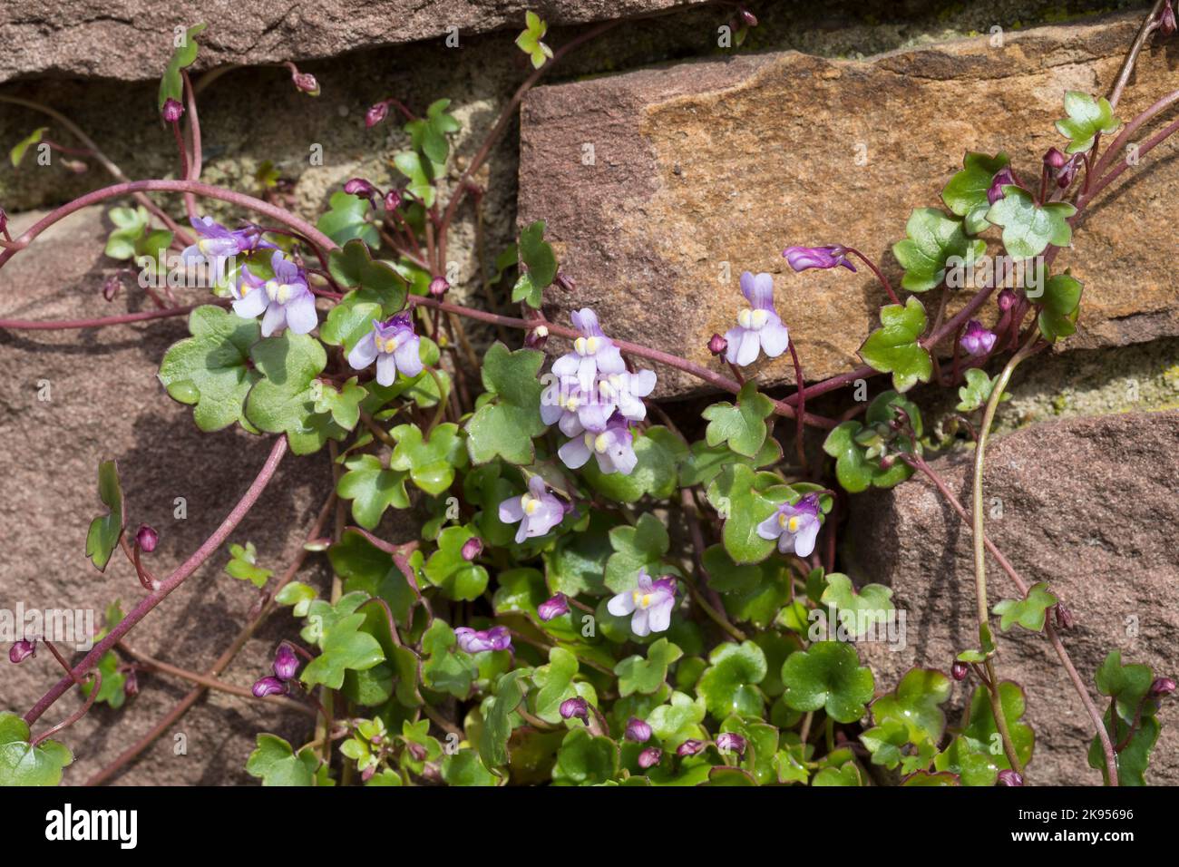 Kenilworth ivy, Ivy-leaved toadflax, Coliseum ivy (Cymbalaria muralis, Linaria muralis), on a wall, Germany Stock Photo