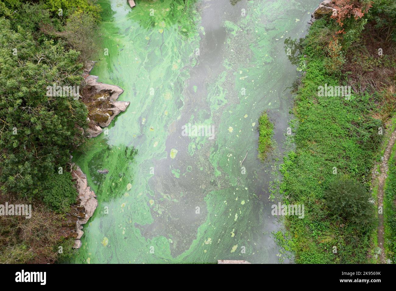 lake with cyanobacteria, Le Gouessant, France, Brittany, Hillion Stock Photo