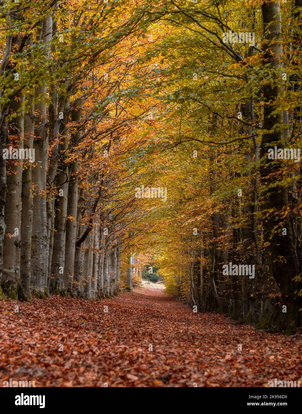 A trail covered with fallen leaves in an autumn park Stock Photo - Alamy