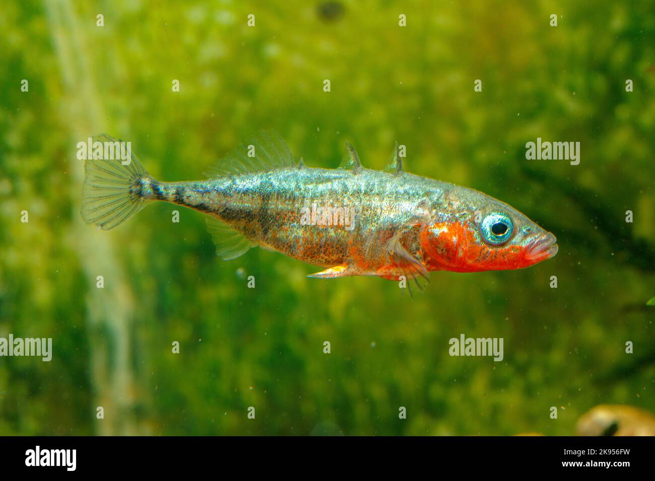 three-spined stickleback (Gasterosteus aculeatus), male, nuptial colouration, red, steelblue, display behaviour, Germany Stock Photo