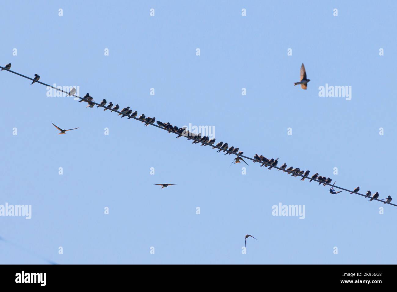 sand martin (Riparia riparia), lots of sand martins resting on a power line during migration, Germany, Bavaria Stock Photo