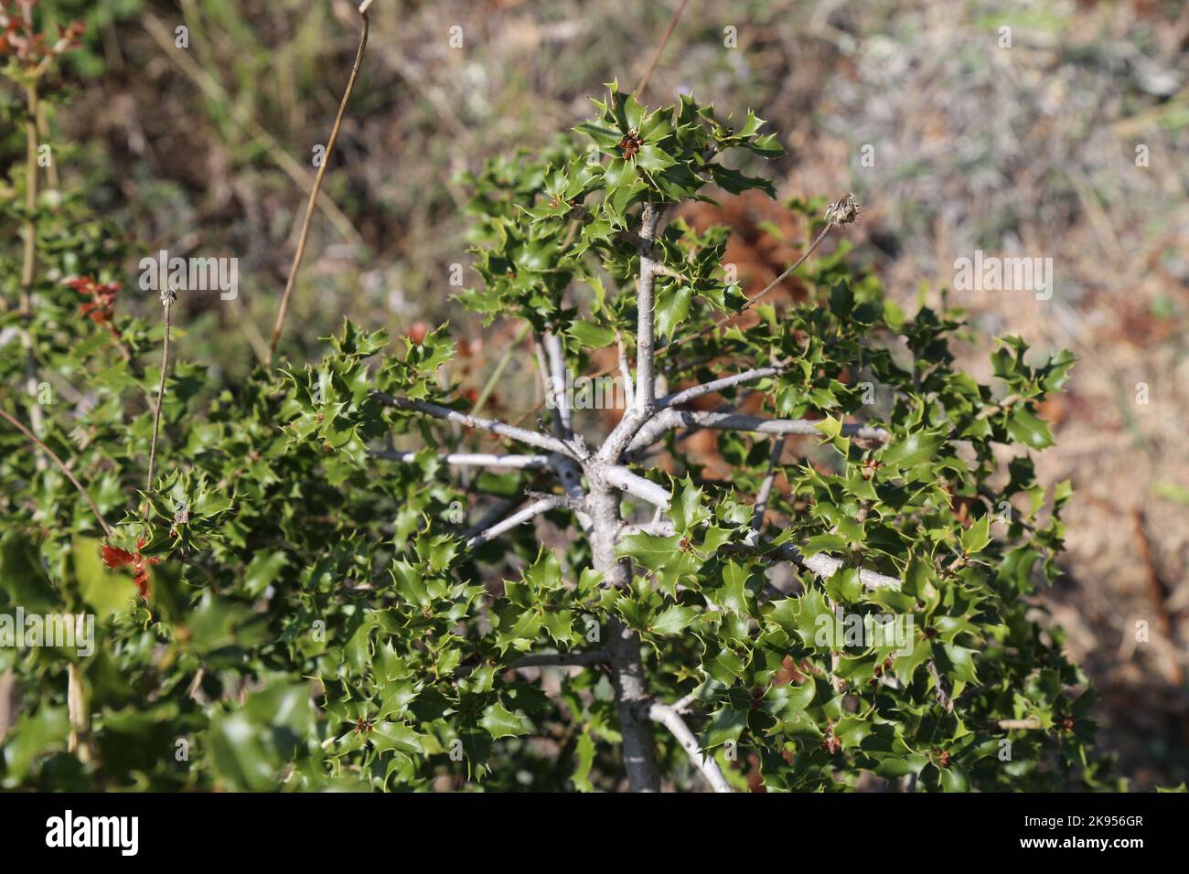 Quercus coccifera, Kermes Oak, Fagaceae. A wild plant shot in the fall. Stock Photo