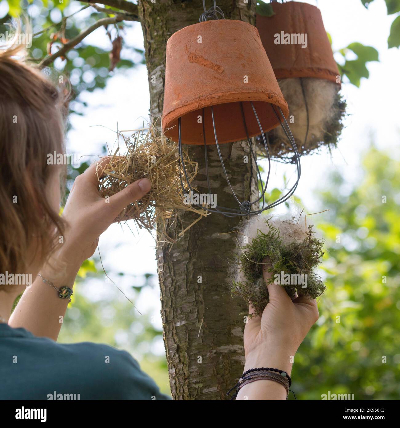 making a dispenser for nesting material for birds or squirrels, step 5: flower pot is filled with nesting material and hung up, series picture 5/5 Stock Photo