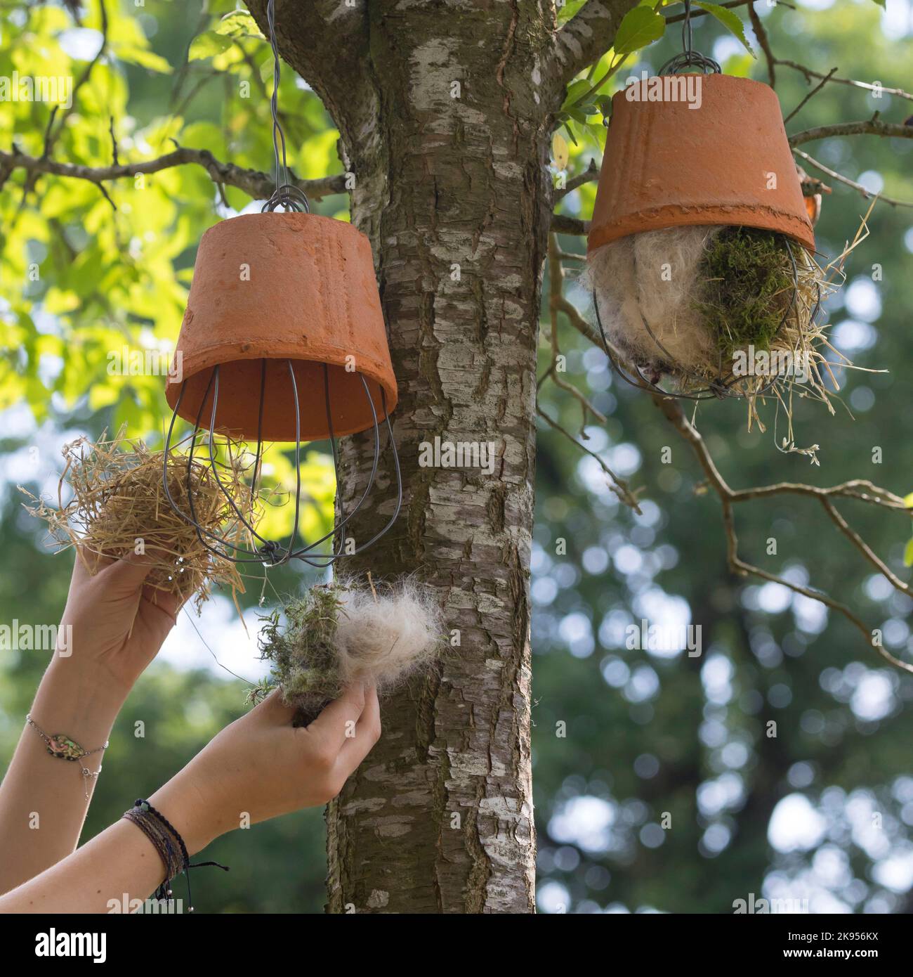 making a dispenser for nesting material for birds or squirrels, step 5: flower pot is filled with nesting material and hung up, series picture 5/5 Stock Photo