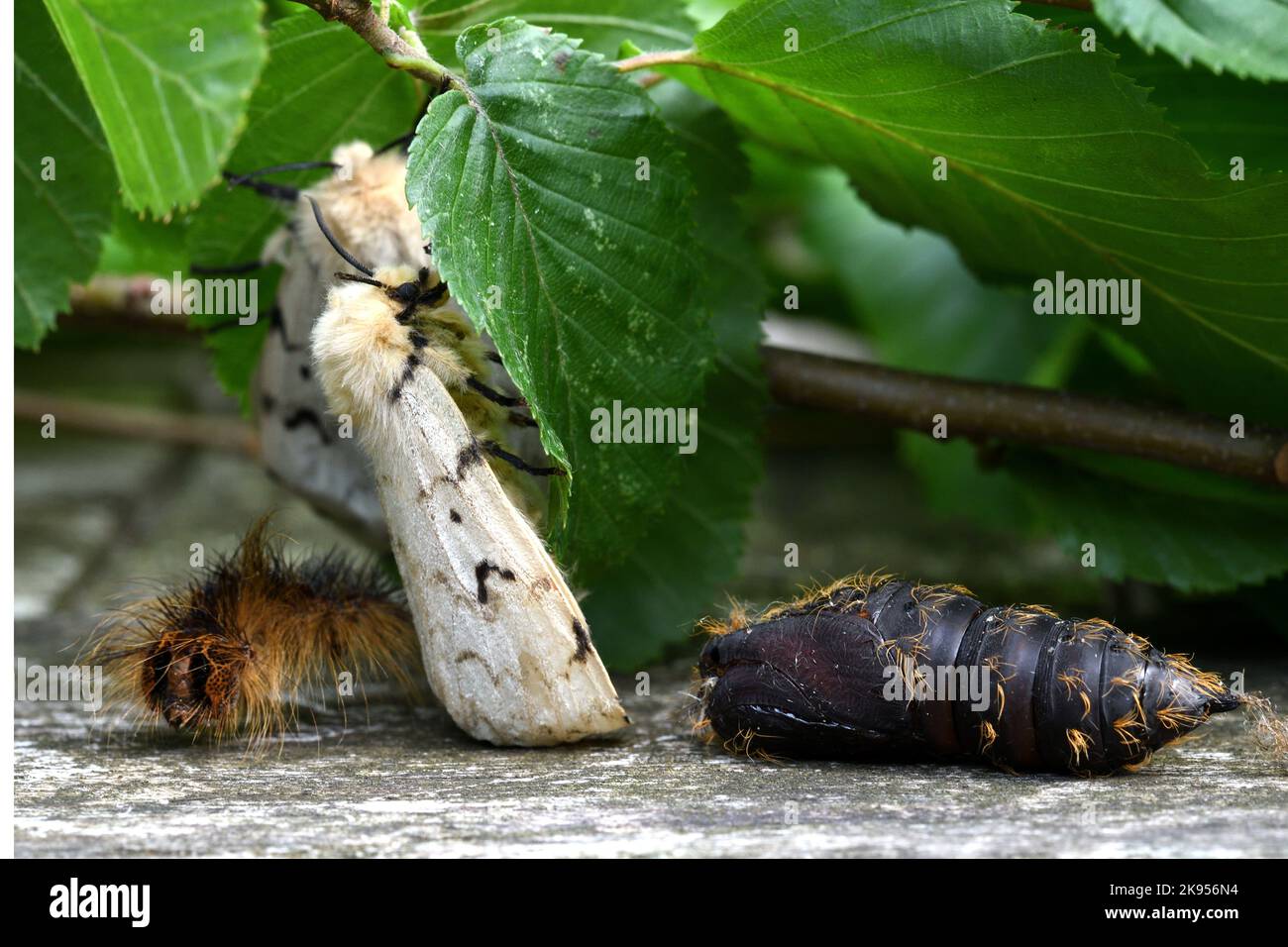 Lymantria dispar pupa hi-res stock photography and images - Alamy