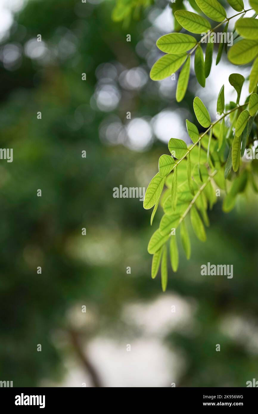 Rounded light green leaves hi-res stock photography and images - Alamy