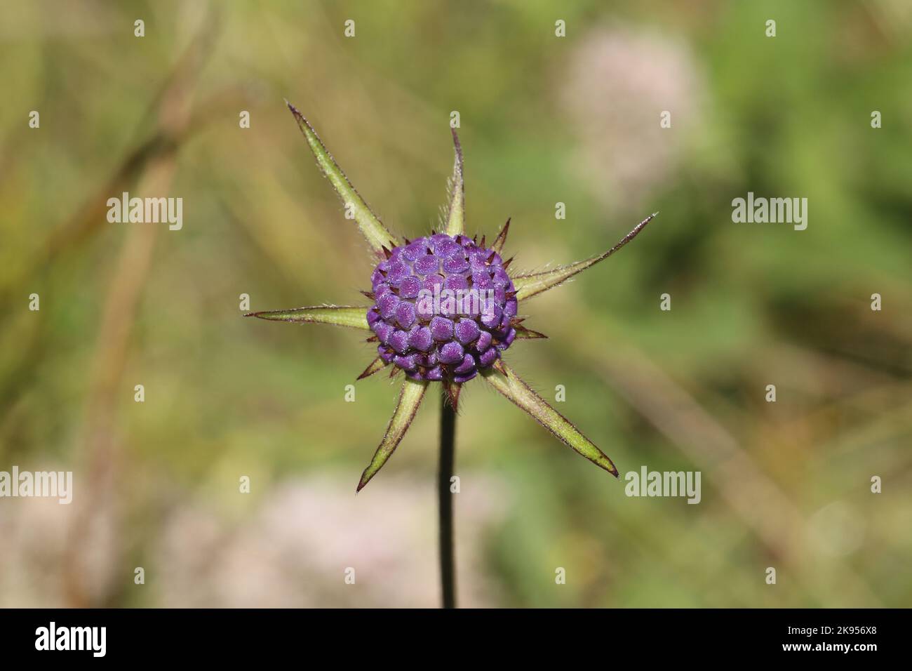 Succisa pratensis, Devil's-Bit Scabious, Dipsacaceae. A wild plant shot in the fall. Stock Photo
