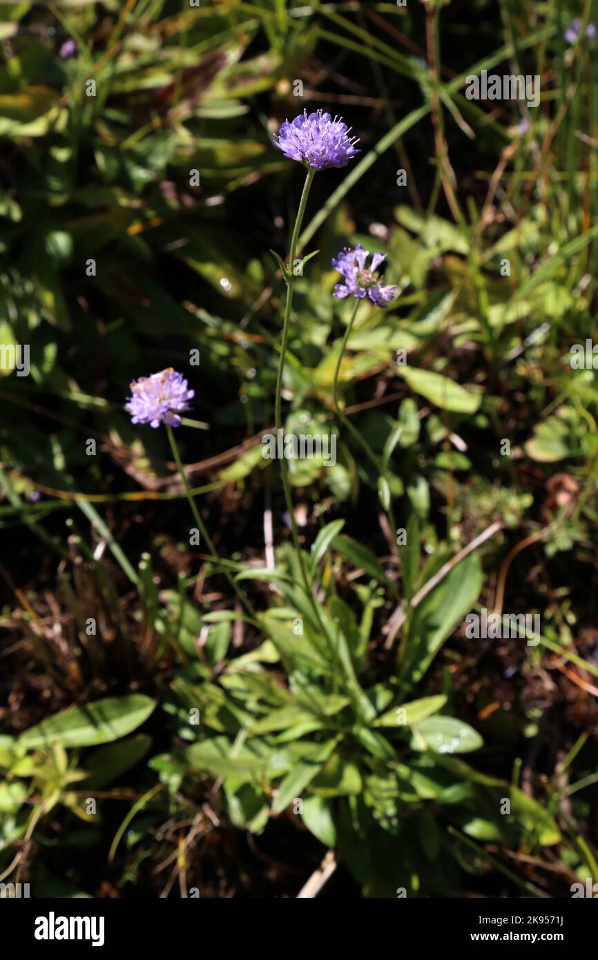 Succisa pratensis, Devil's-Bit Scabious, Dipsacaceae. A wild plant shot in the fall. Stock Photo
