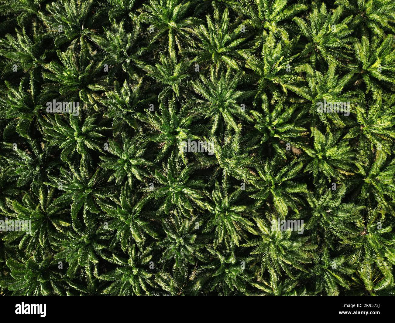 Aerial View Of Palm Oil Tree Plantation In Malaysia Stock Photo Alamy aerial-view-of-palm-oil-tree-plantation-in-malaysia-stock-photo-alamy