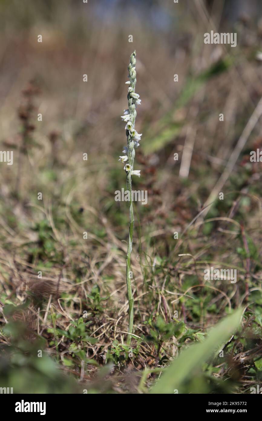Spiranthes spiralis, Autumn Lady's Tresses, Orchidaceae. A wild plant shot in the fall. Stock Photo