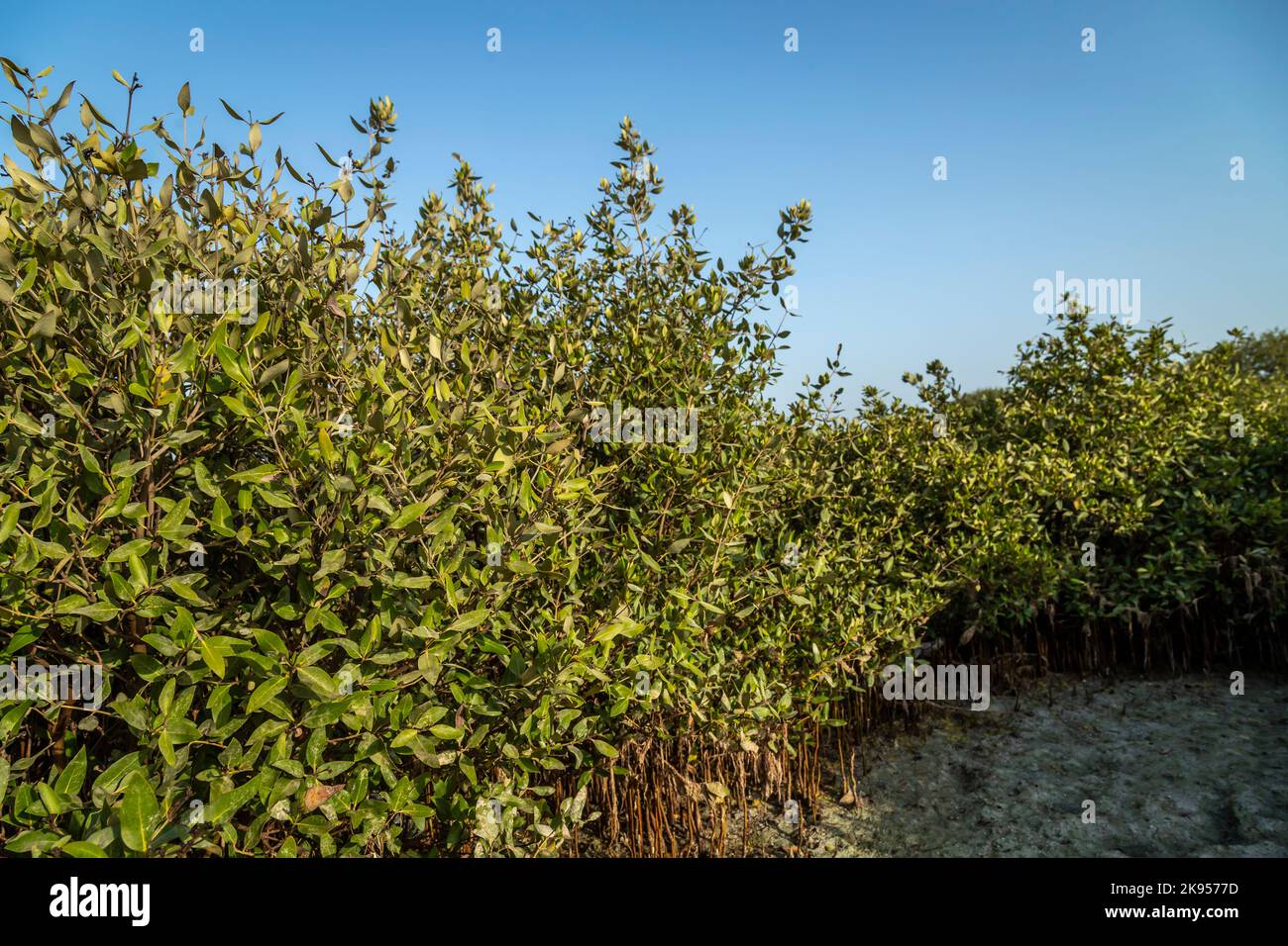 Greenish Mangroves Trees early morning view from Umm Al Quwain beach, UAE Stock Photo