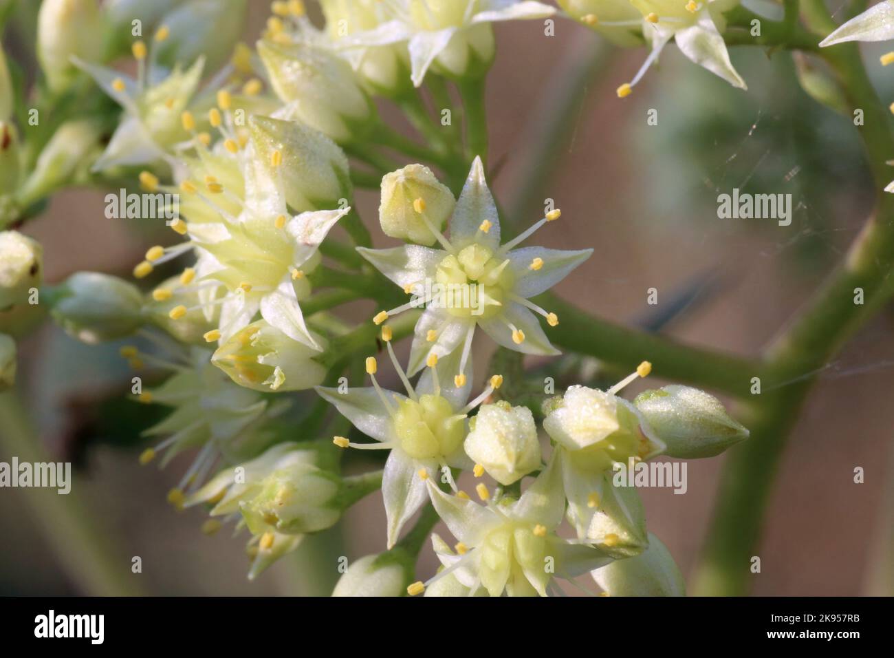 Hylotelephium maximum, Sedum maximum, Crassulaceae. A wild plant shot in the fall. Stock Photo