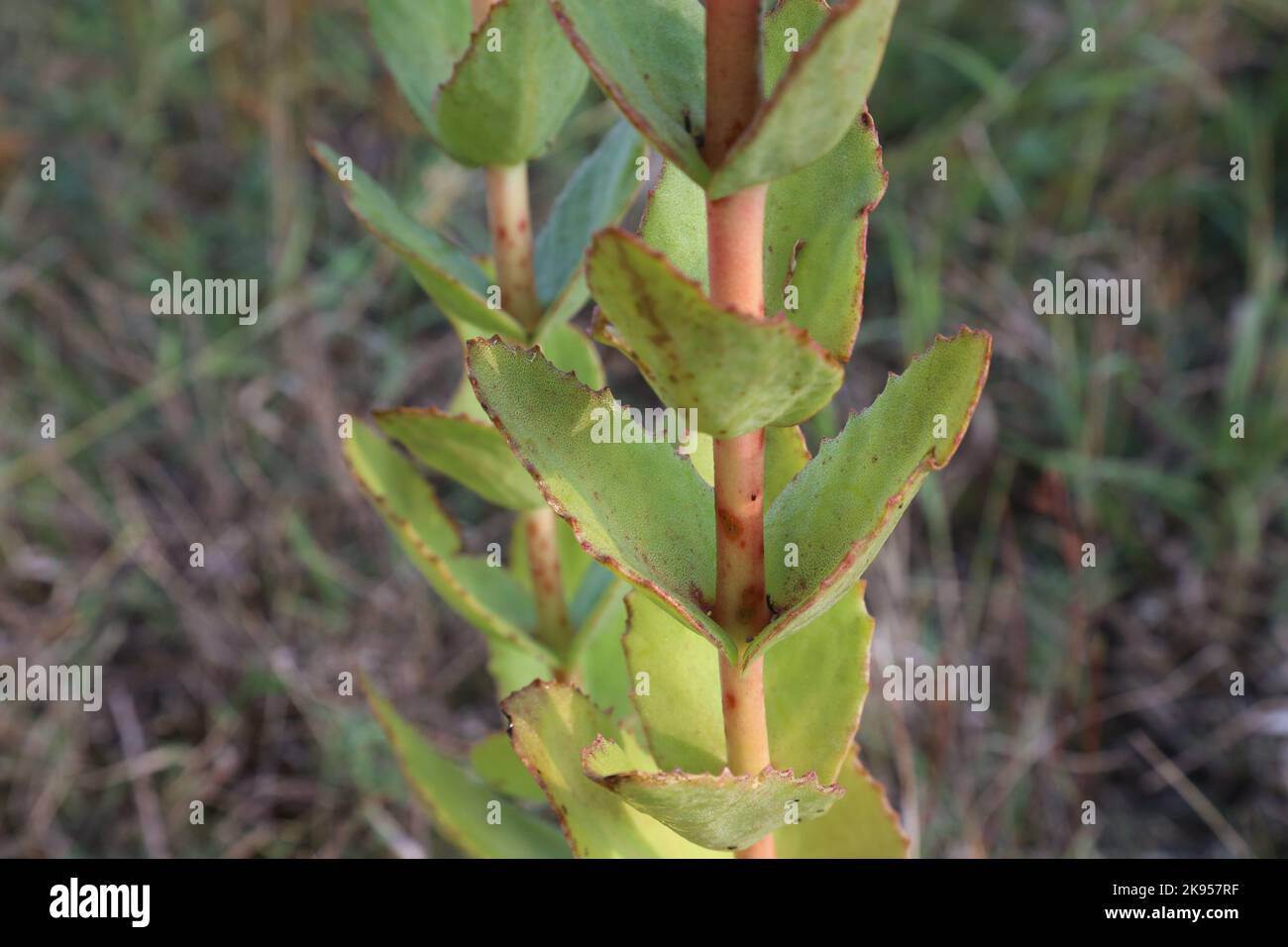 Hylotelephium maximum, Sedum maximum, Crassulaceae. A wild plant shot in the fall. Stock Photo
