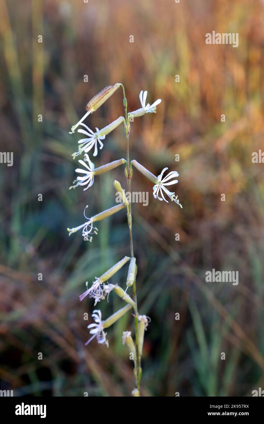 Silene frivaldskyana, Caryophyllaceae. A wild plant shot in the fall. Stock Photo