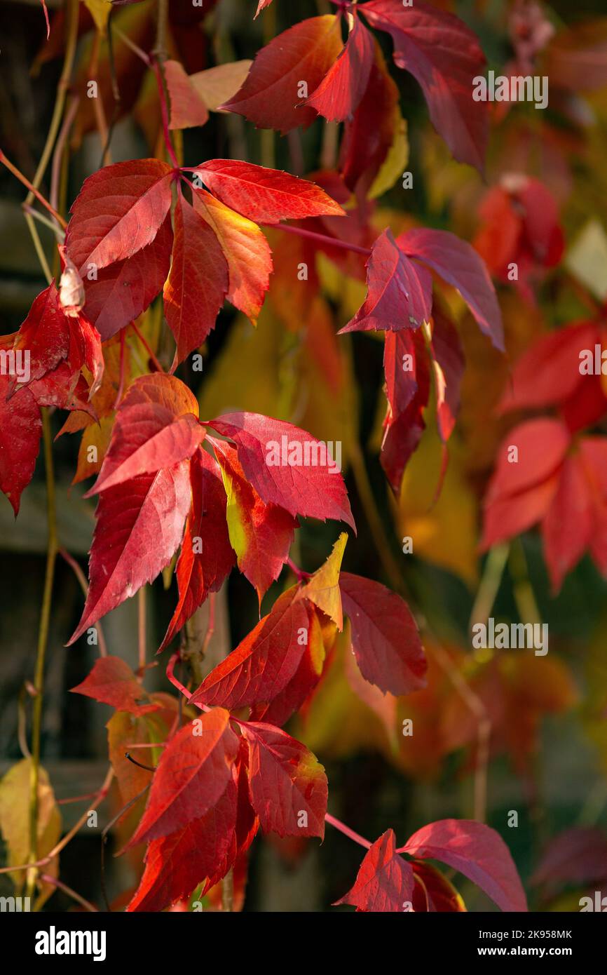 Virginia Creeper (Parthenocissus quinquefolia) growing up a house wall in Yorkshire. The image shows the climbing plant in autumn colour. Stock Photo