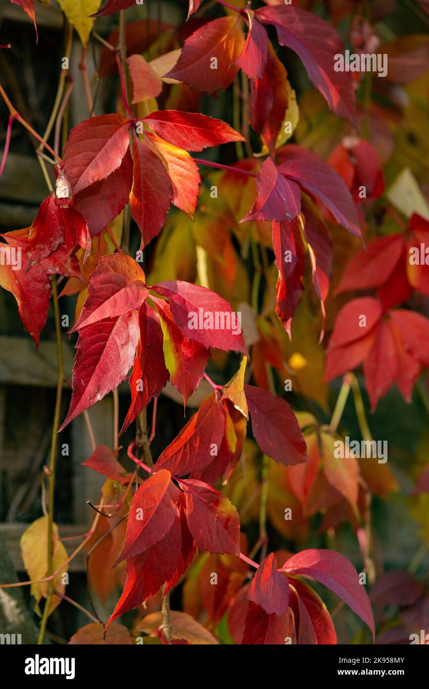 Virginia Creeper (Parthenocissus quinquefolia) growing up a house wall in Yorkshire. The image shows the climbing plant in autumn colour. Stock Photo