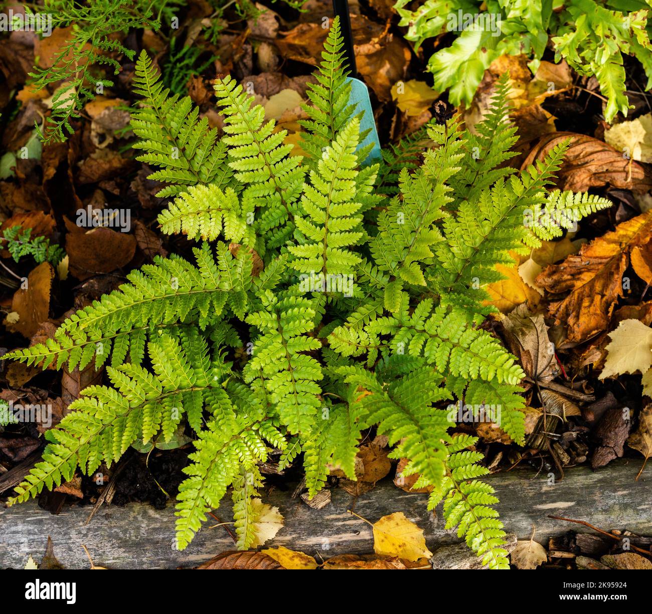 Polystichum Polyblepharum main image 0