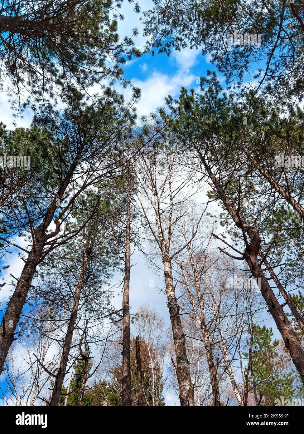 A vertical low angle of the trees in the green beautiful forest on the ...