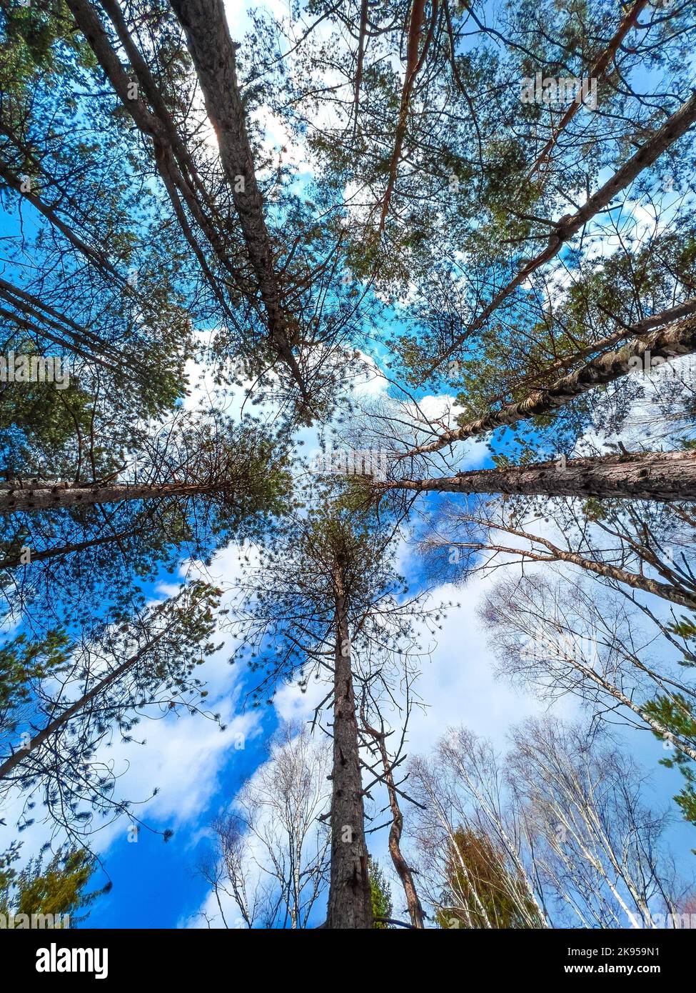 A vertical low angle of the trees in the green beautiful forest on the ...