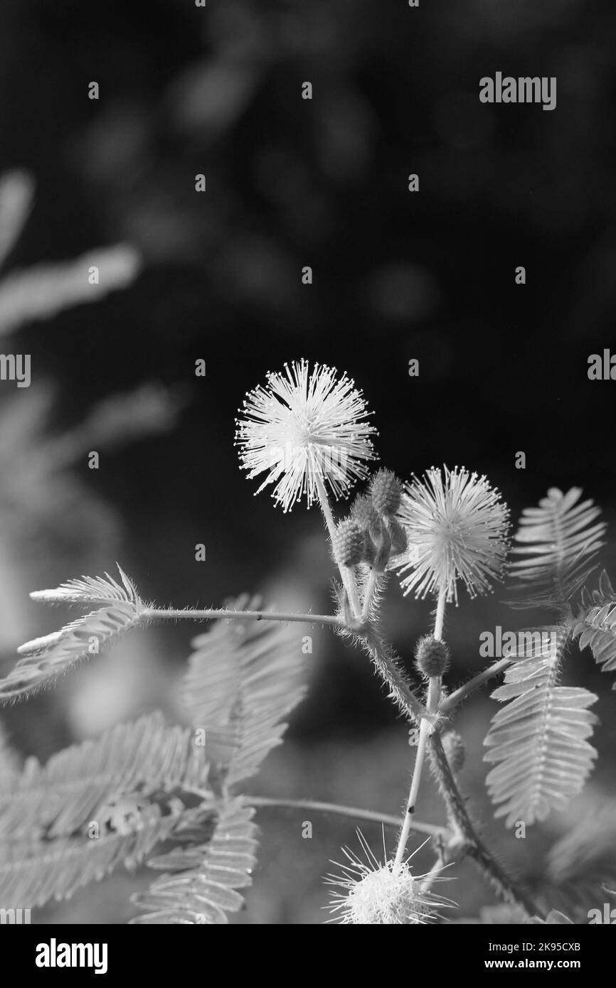 Flowers leaves growing outdoors Black and White Stock Photos & Images ...
