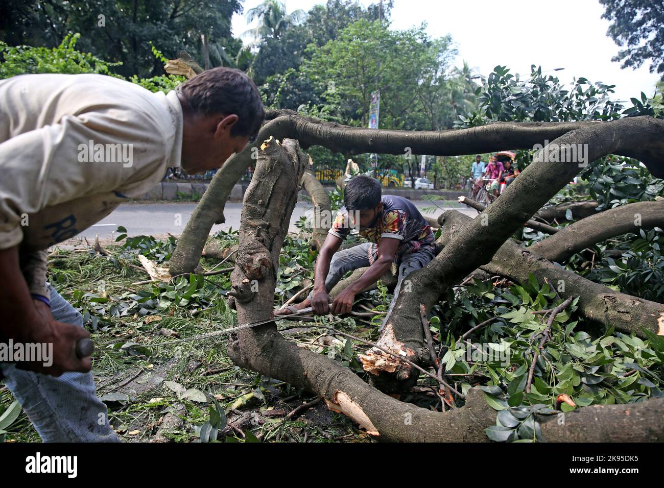 Cyclone Sitrang's stormy winds caused many small trees to fall on the ...
