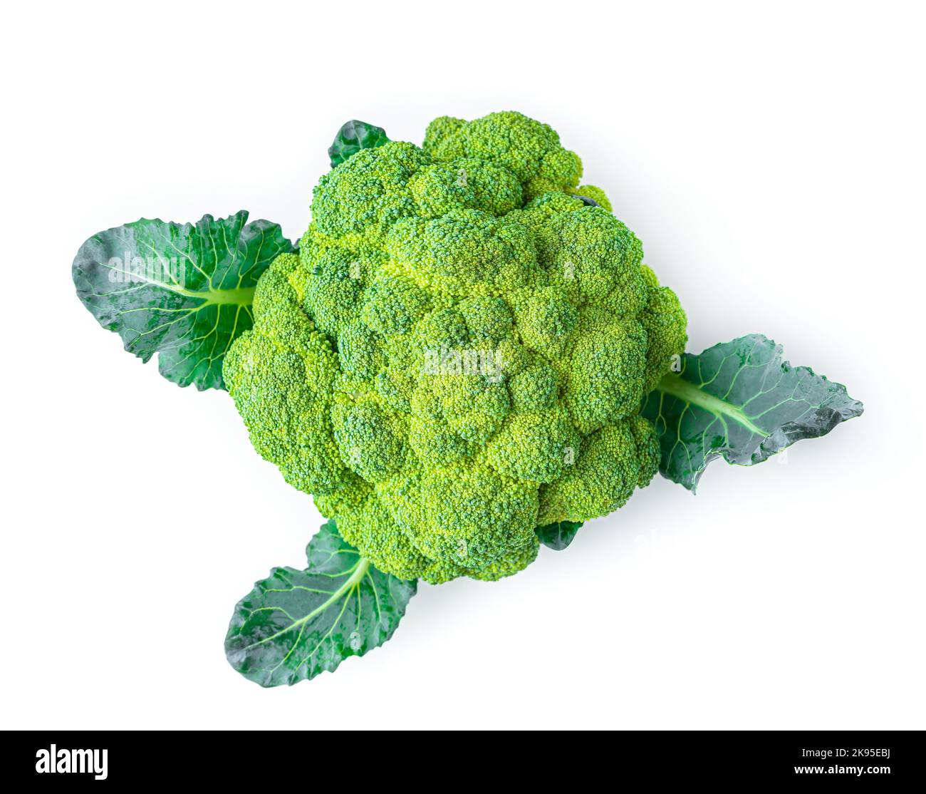 Green broccoli isolated on a white background. Stock Photo