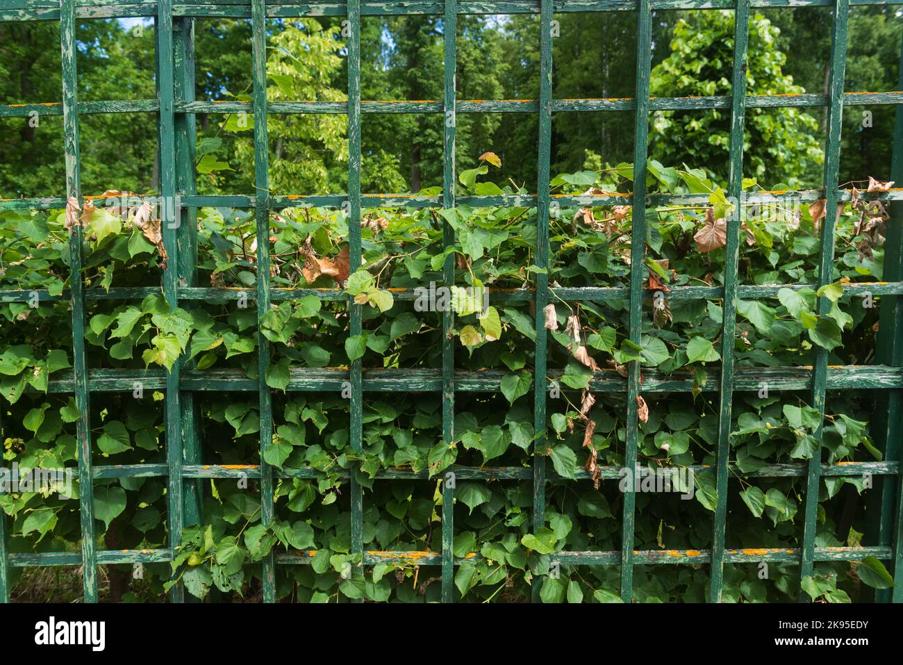 Ivy on the fence, floral background Stock Photo