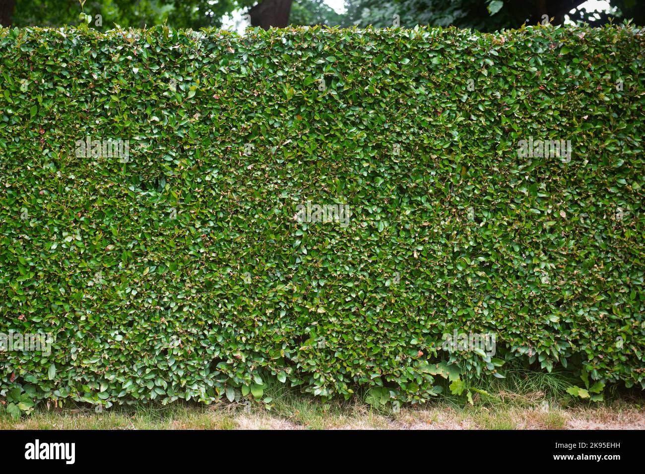 Natural green leaf wall, Texture background Stock Photo