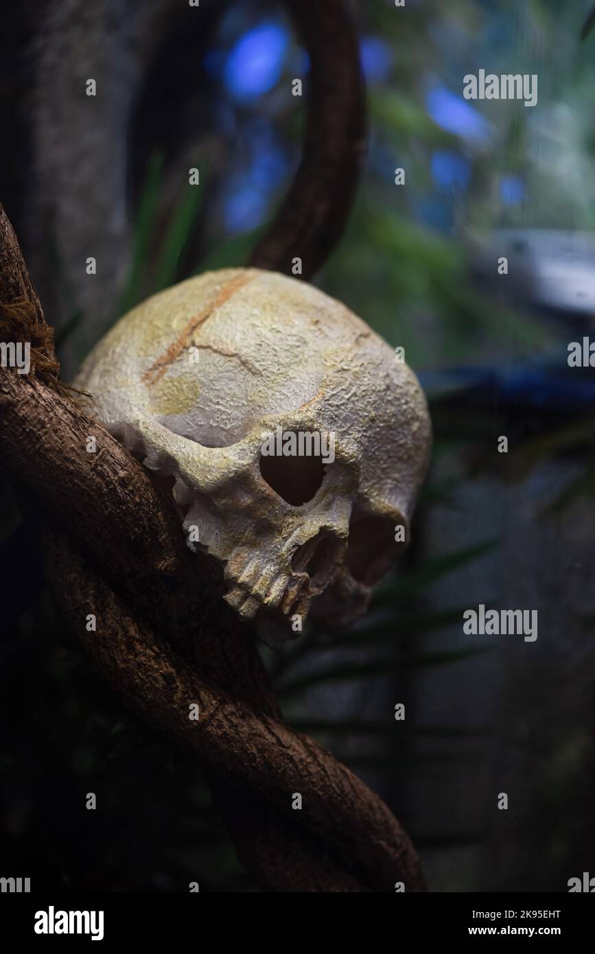 Scary artificial human skull for halloween design Stock Photo
