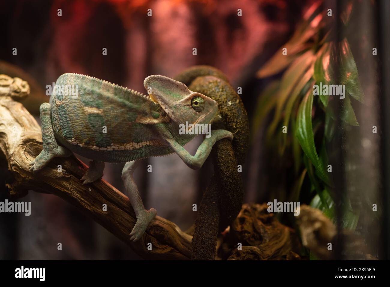 Small cute chameleon in the terrarium Stock Photo